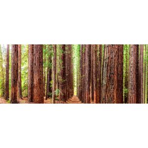 Redwood-Forest