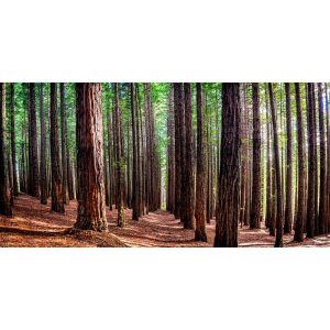 Redwood-Forest